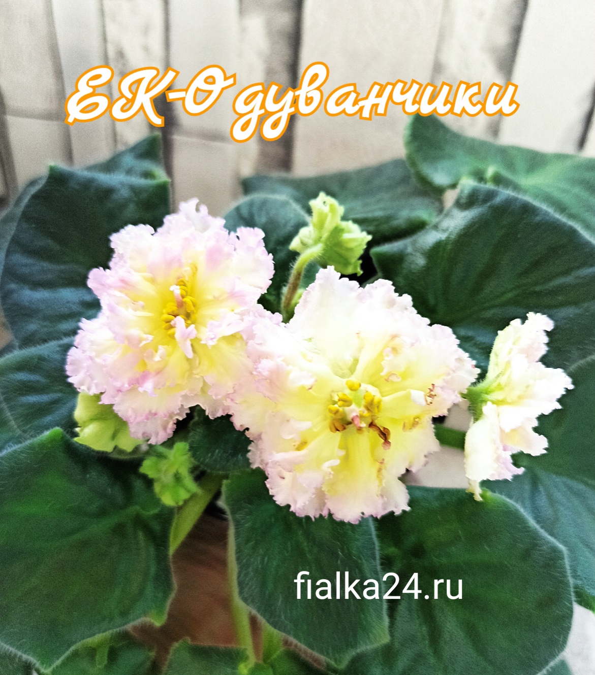 ЕК-Одуванчики