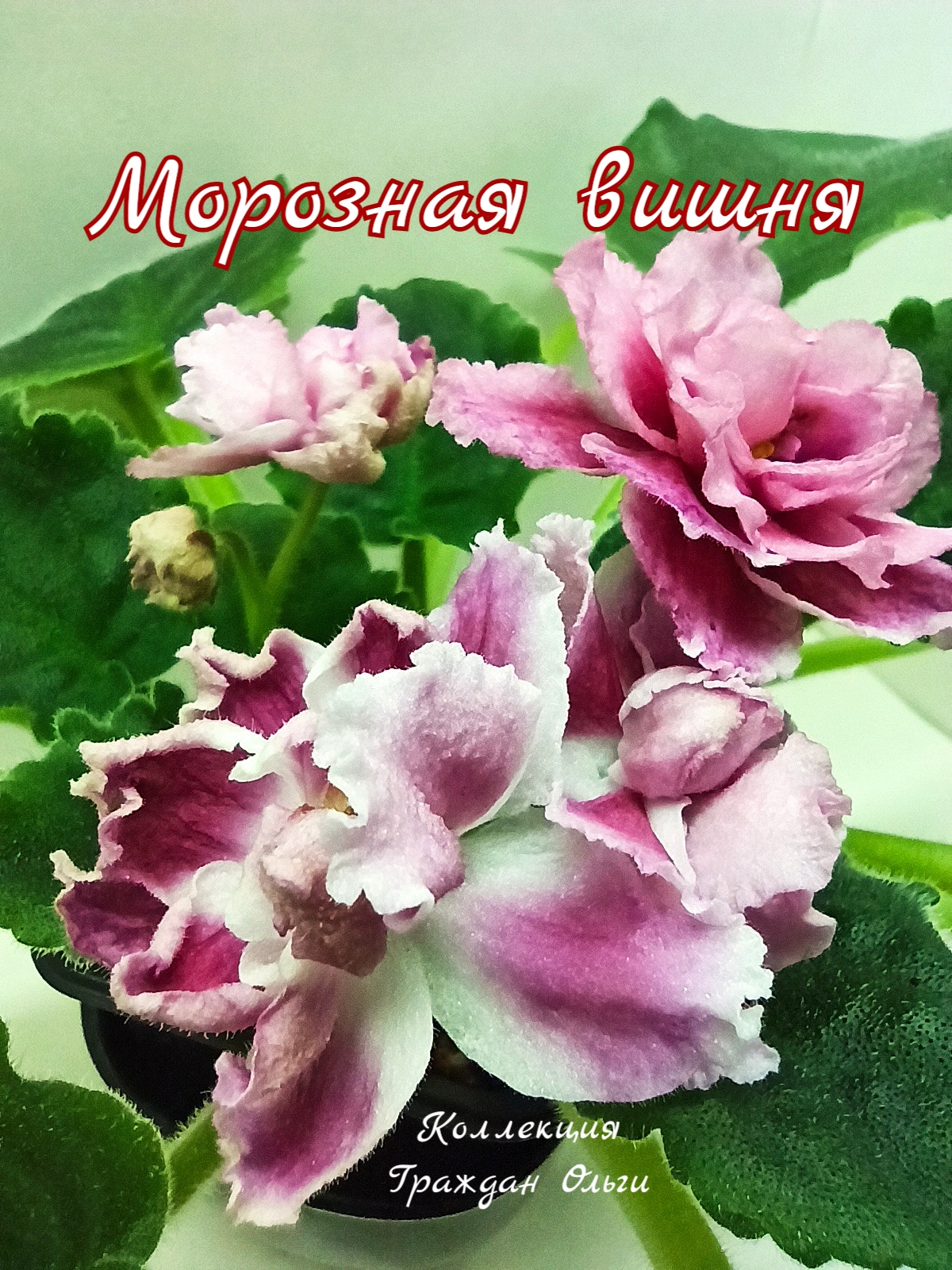 Морозная Вишня