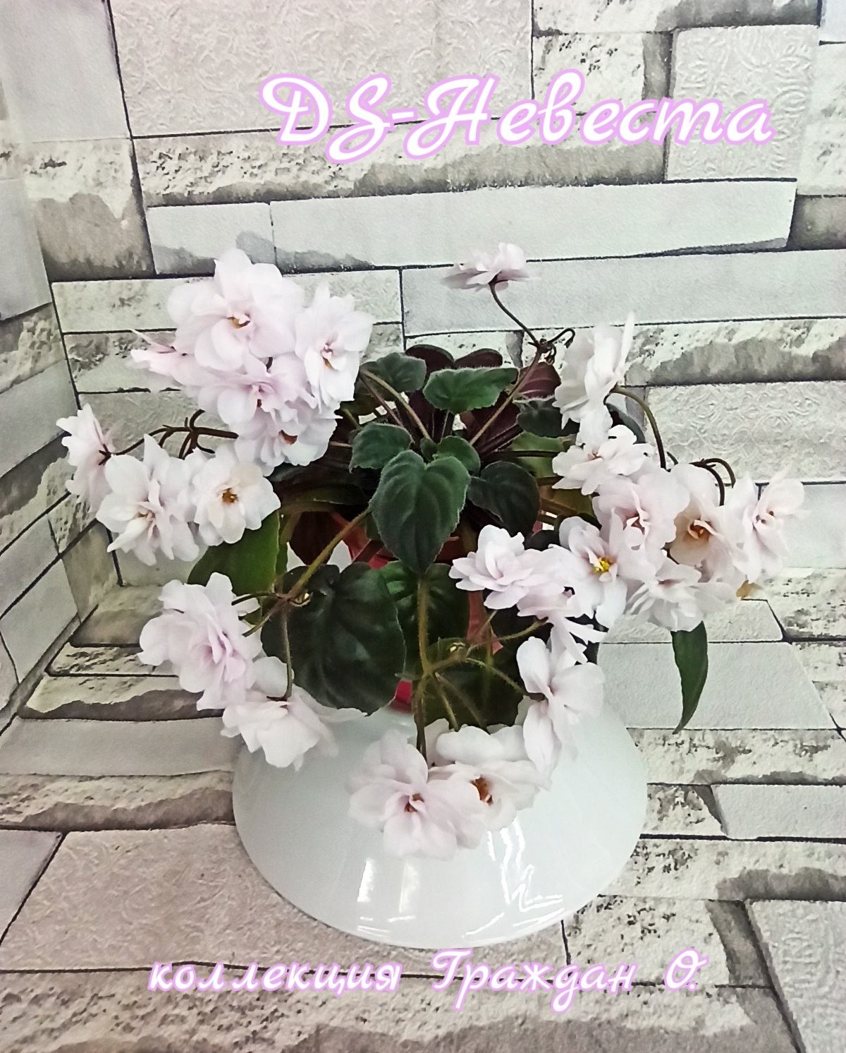 DS-Невеста