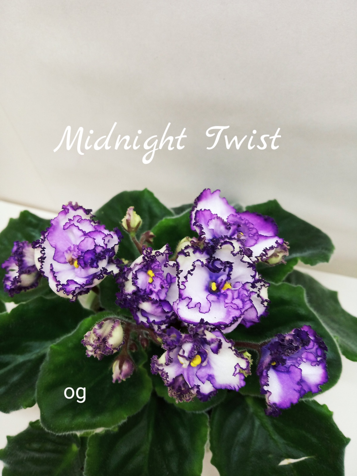 Midnight  Twist (Sorano)