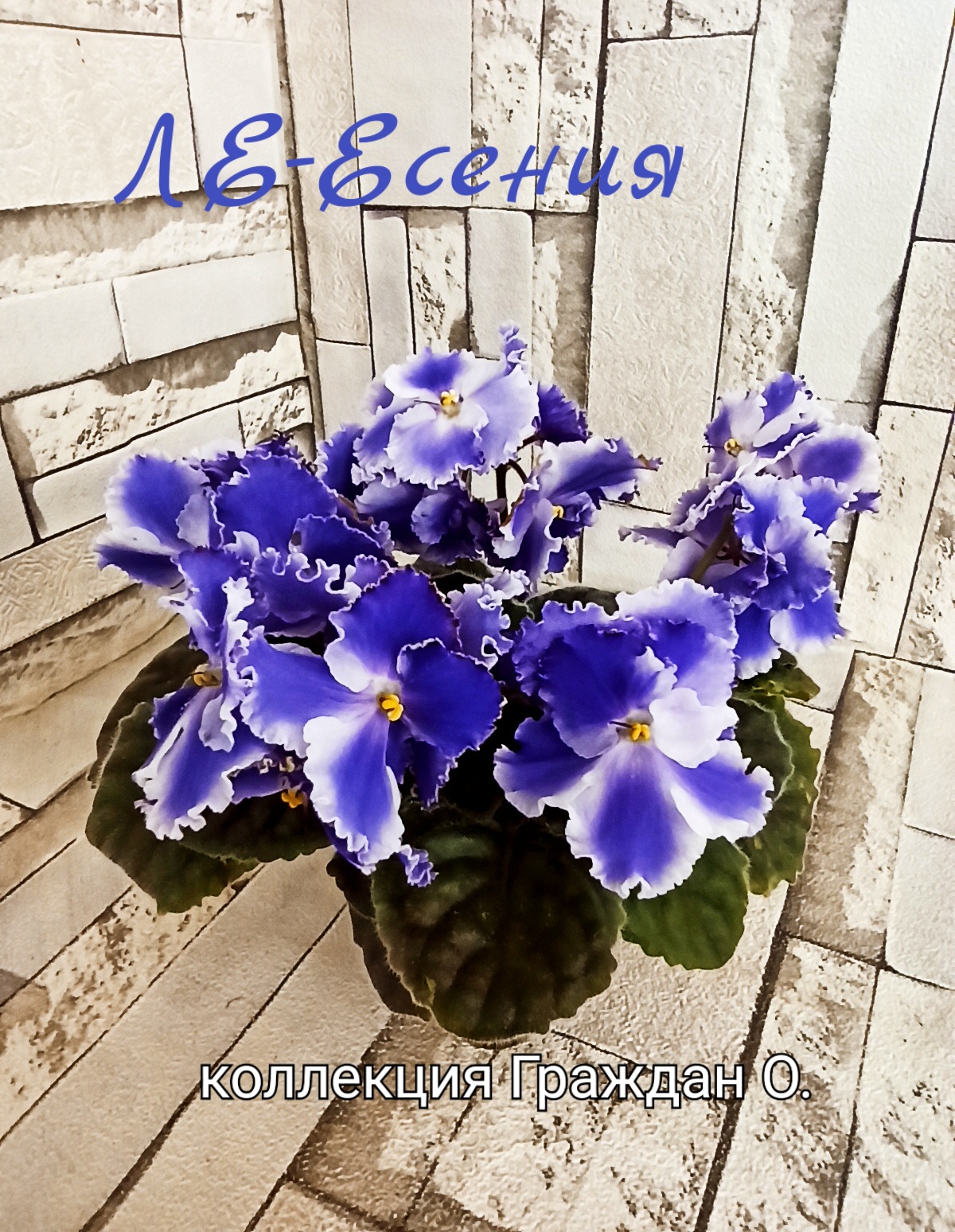 ЛЕ-Есения