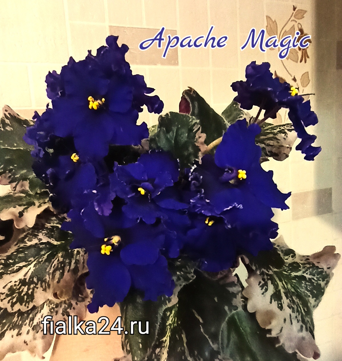 Apache Magic (J.Munk)