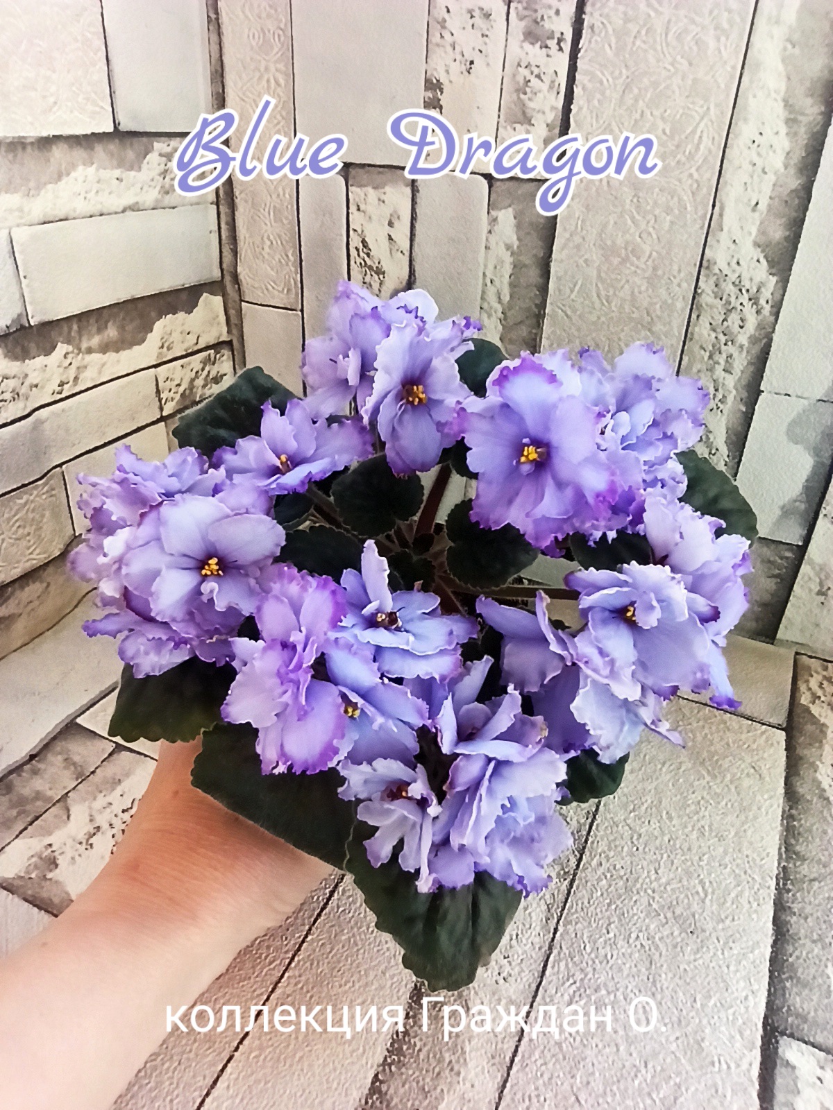 Blue Dragon (Sorano)