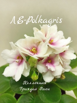 ЛЕ-Polkagris