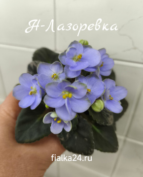 Н-Лазоревка