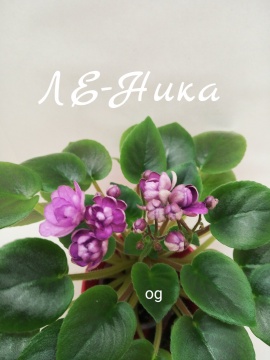 ЛЕ-Ника