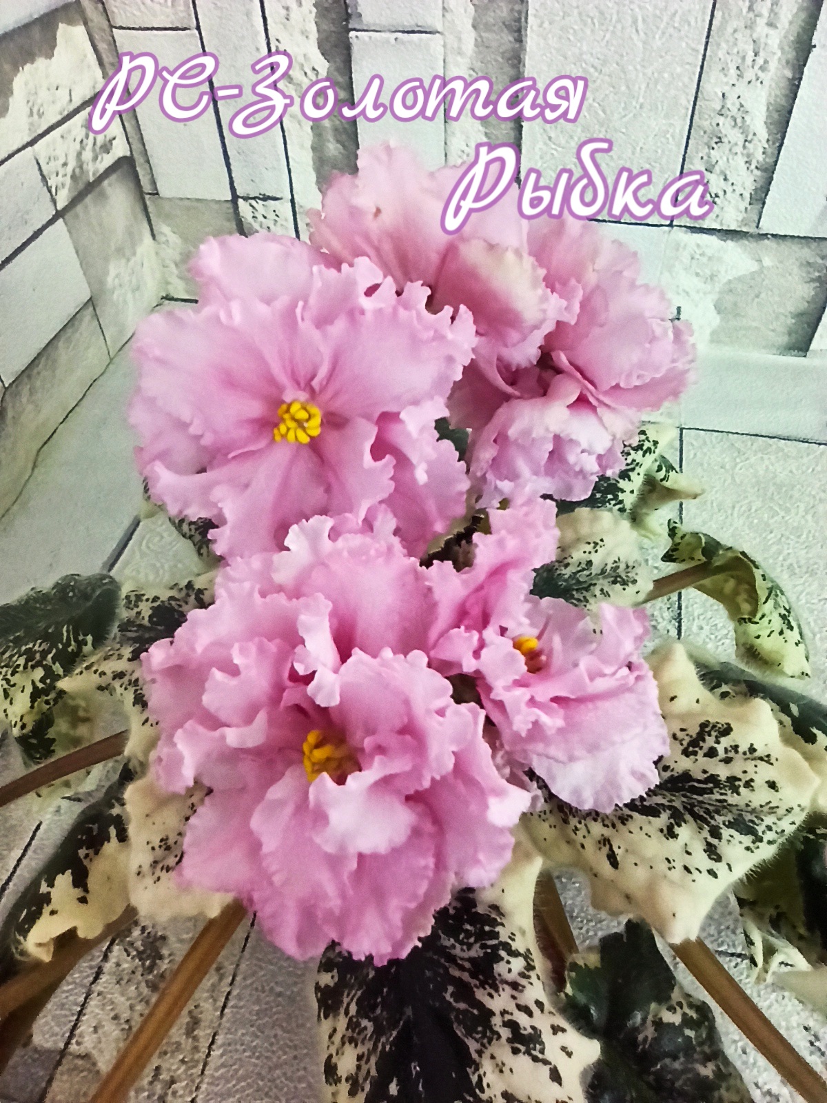 РС-Золотая Рыбка