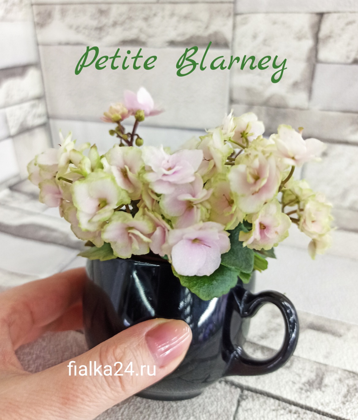 Petite Blarney (Pitman)