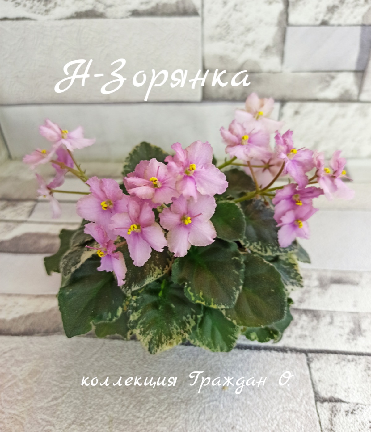 Н-Зорянка