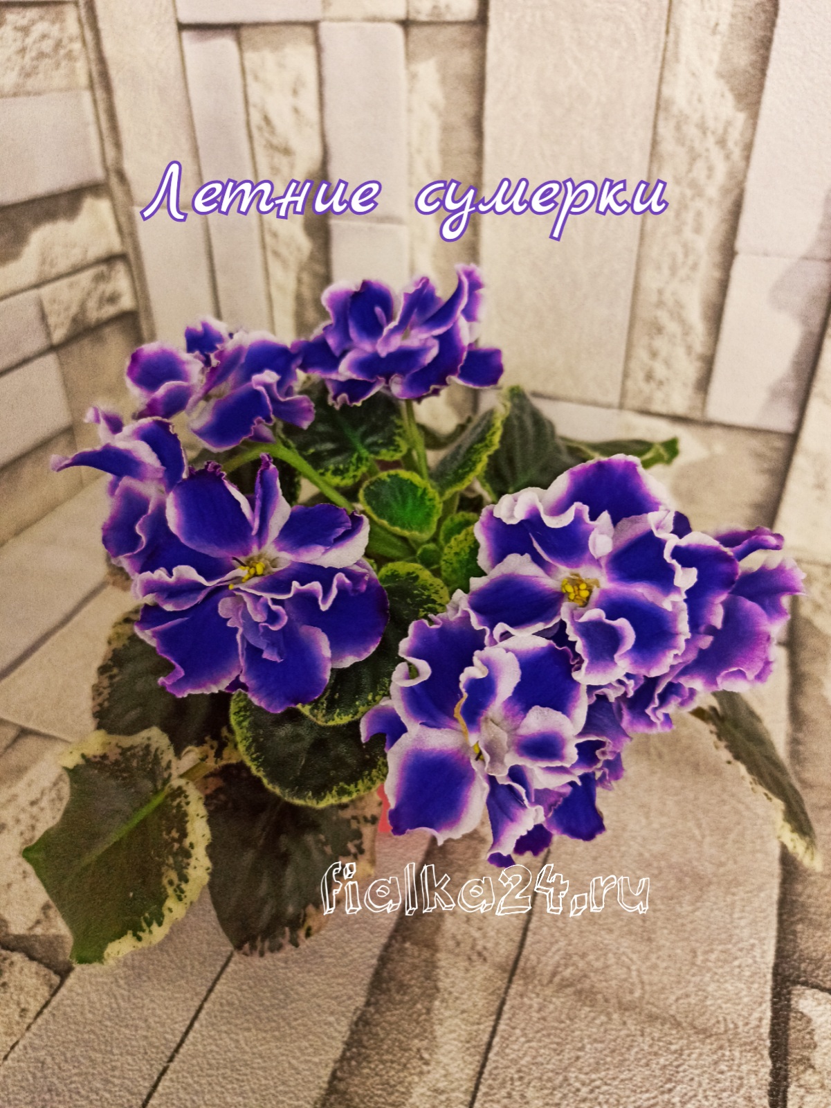 Летние сумерки