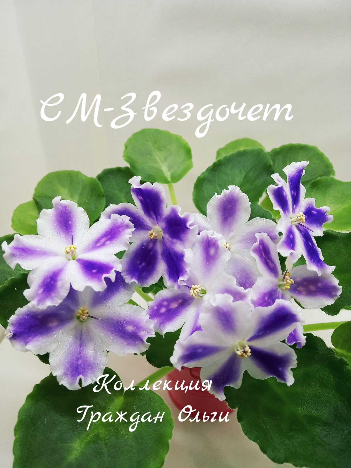 СМ-Звездочет