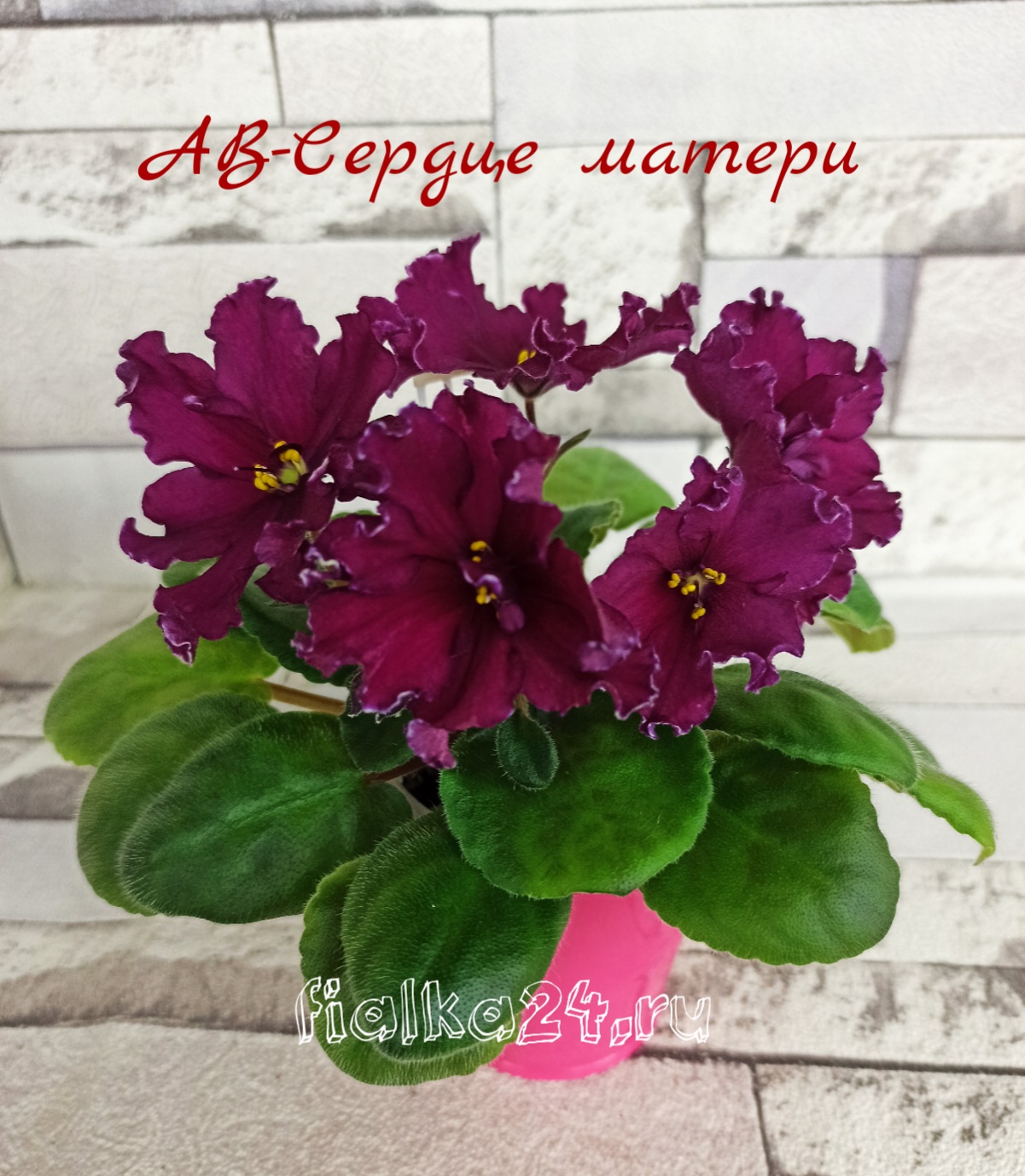АВ-Сердце Матери