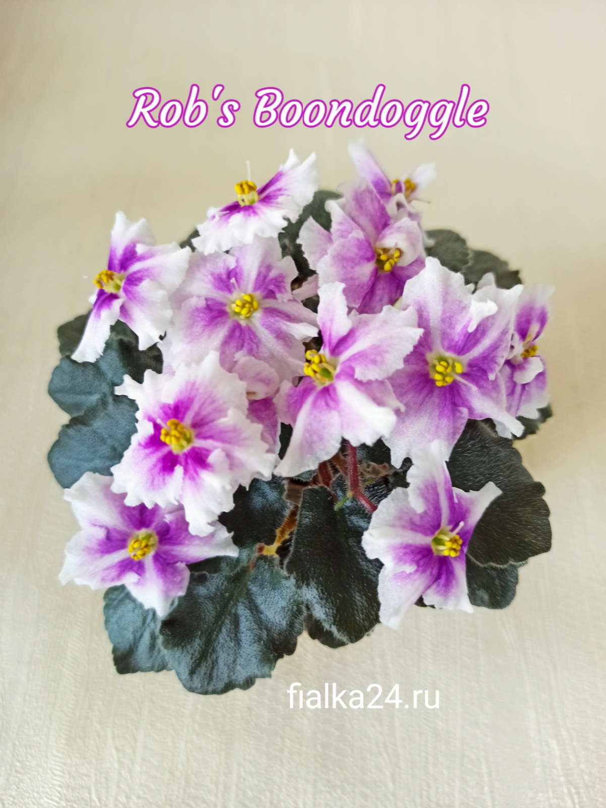 Rob's Boondoggle (Robinson)