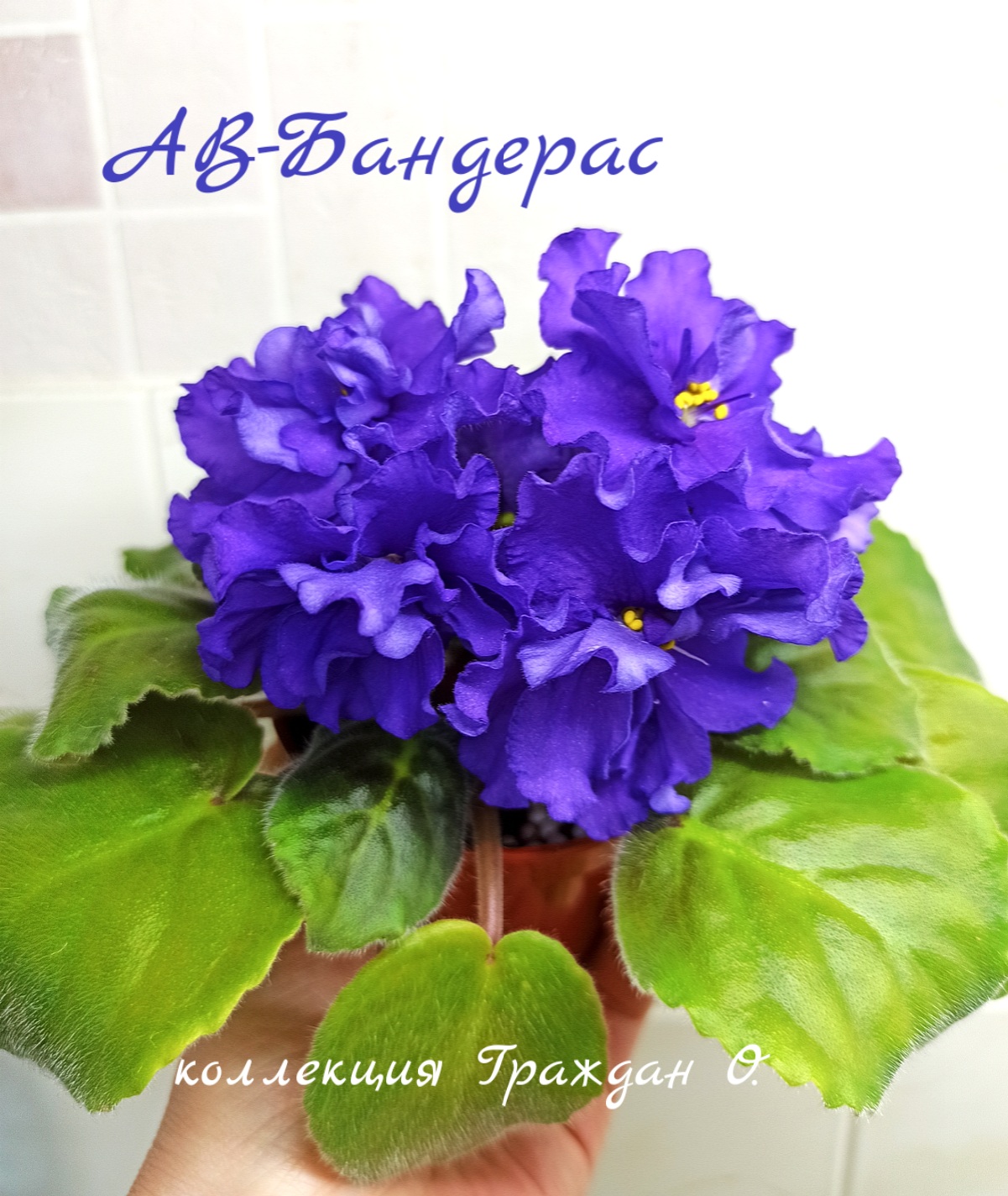 АВ-Бандерас
