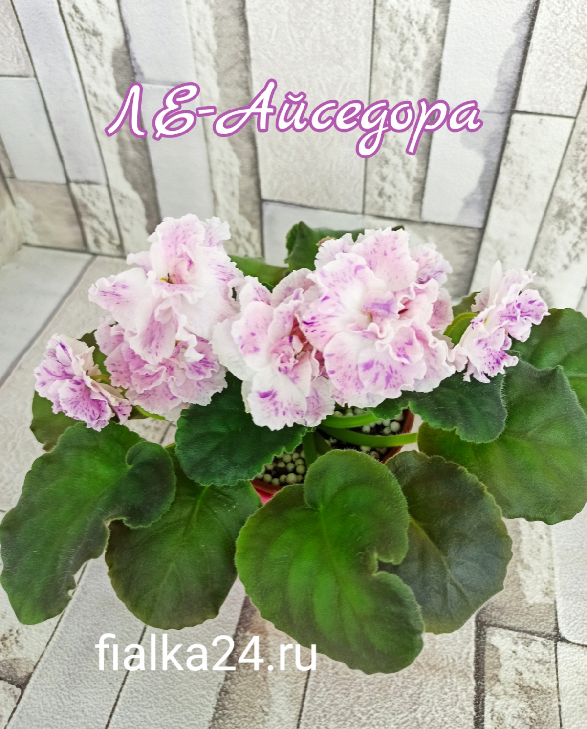ЛЕ-Айседора