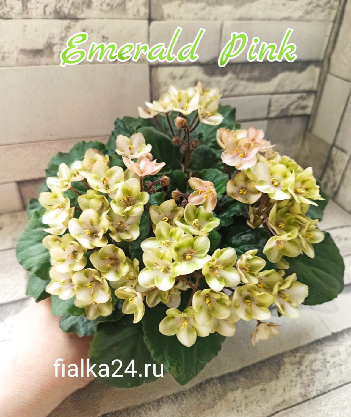 Emerald Pink (LLG/Sorano)