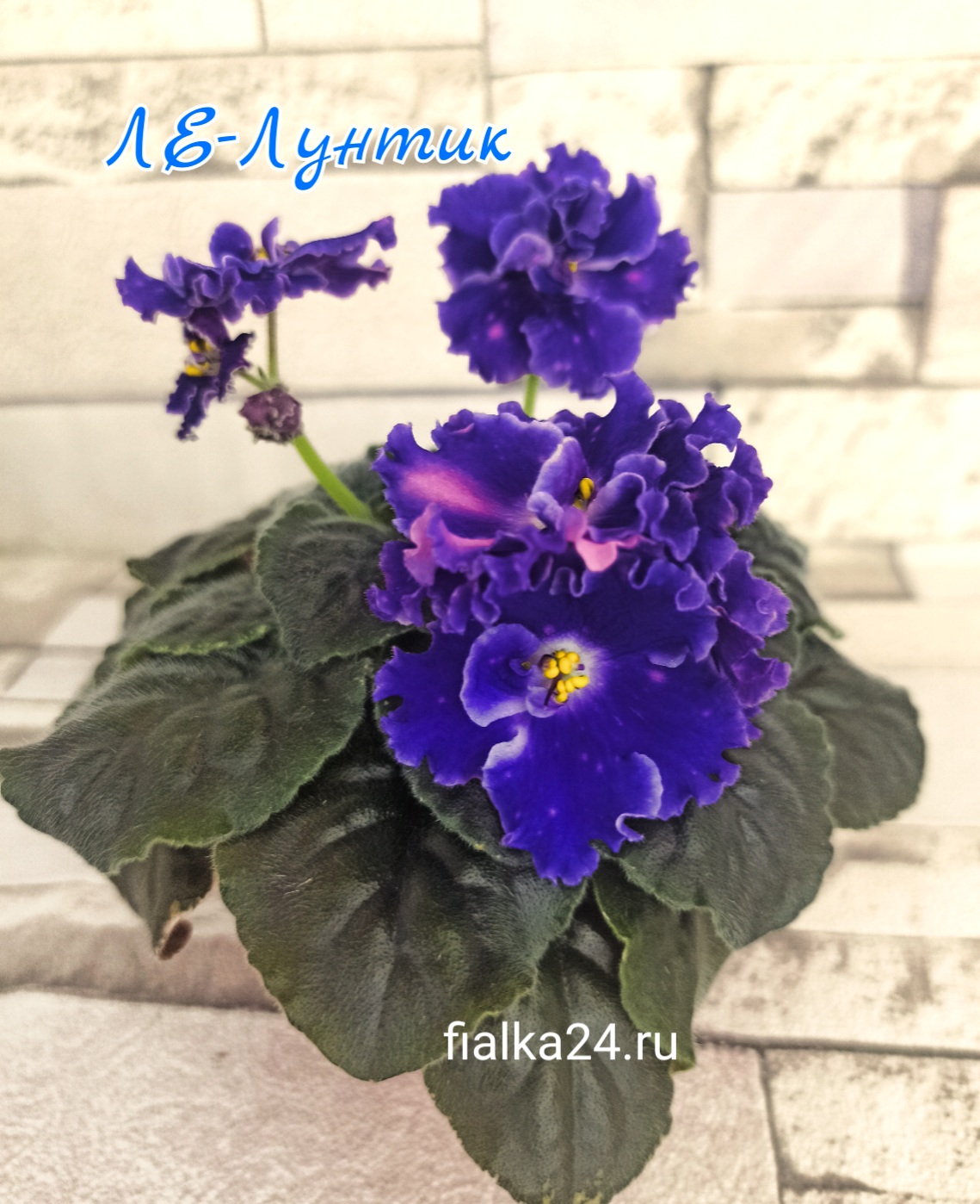 ЛЕ-Лунтик