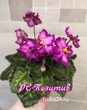 РС-Позитив