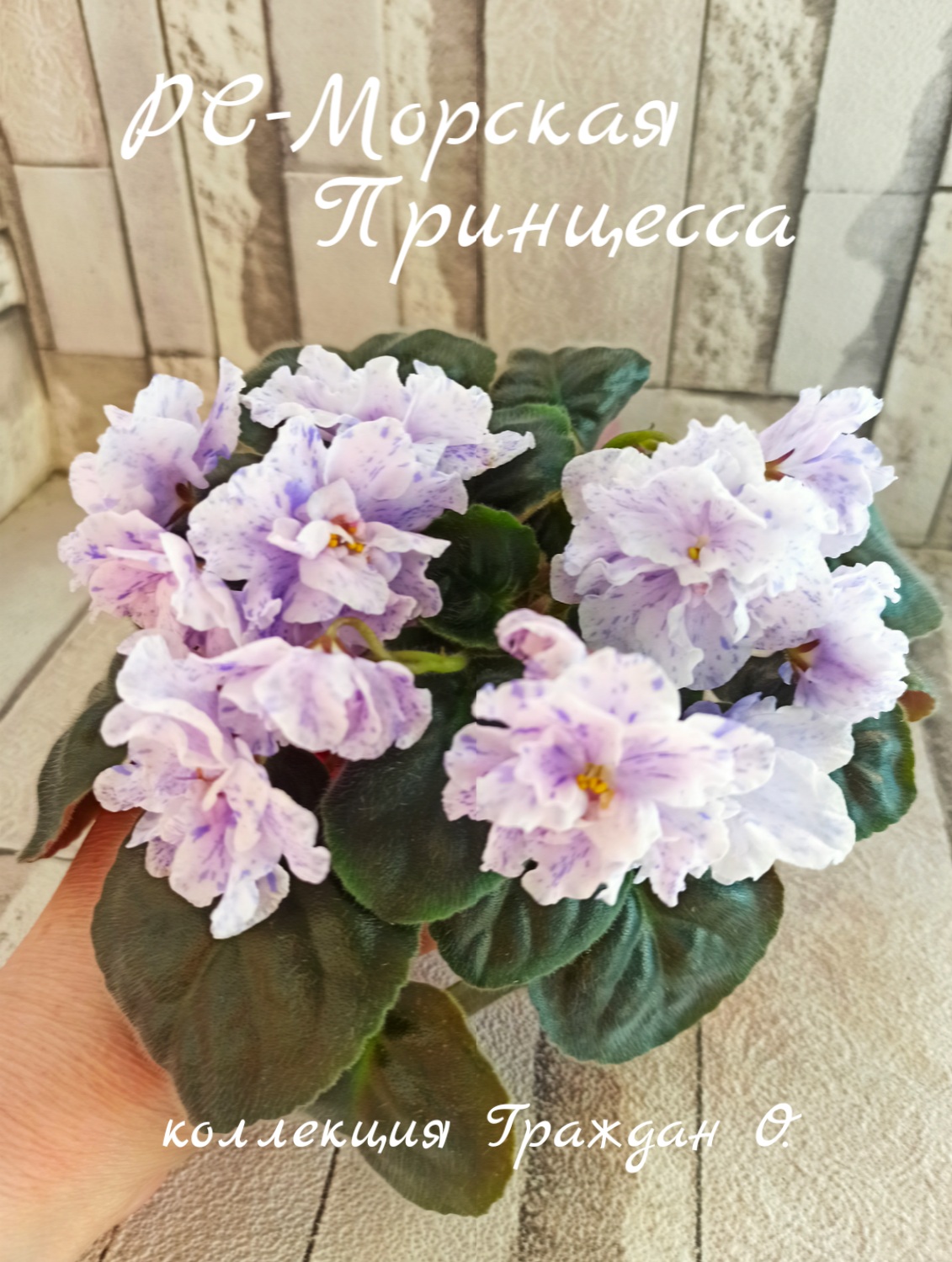 РС-Морская Принцесса