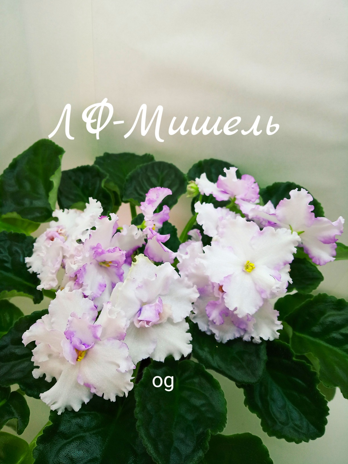 ЛФ-Мишель
