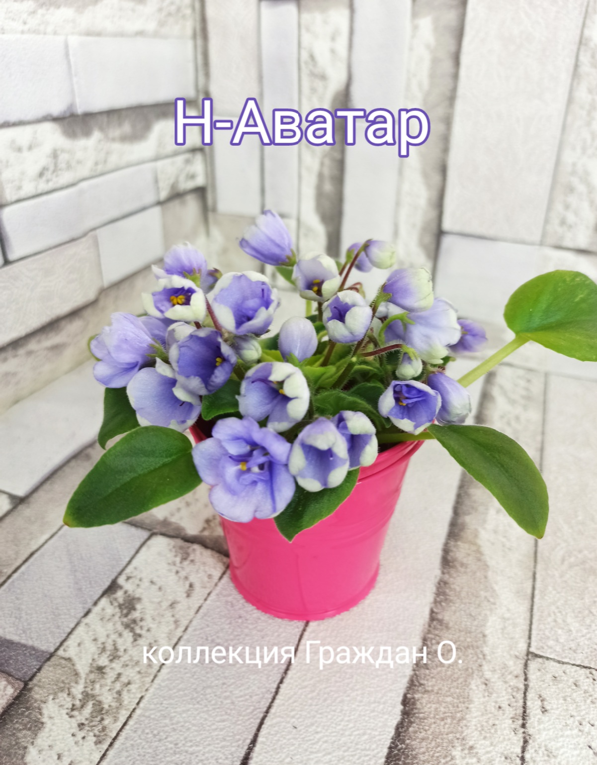 Н-Аватар