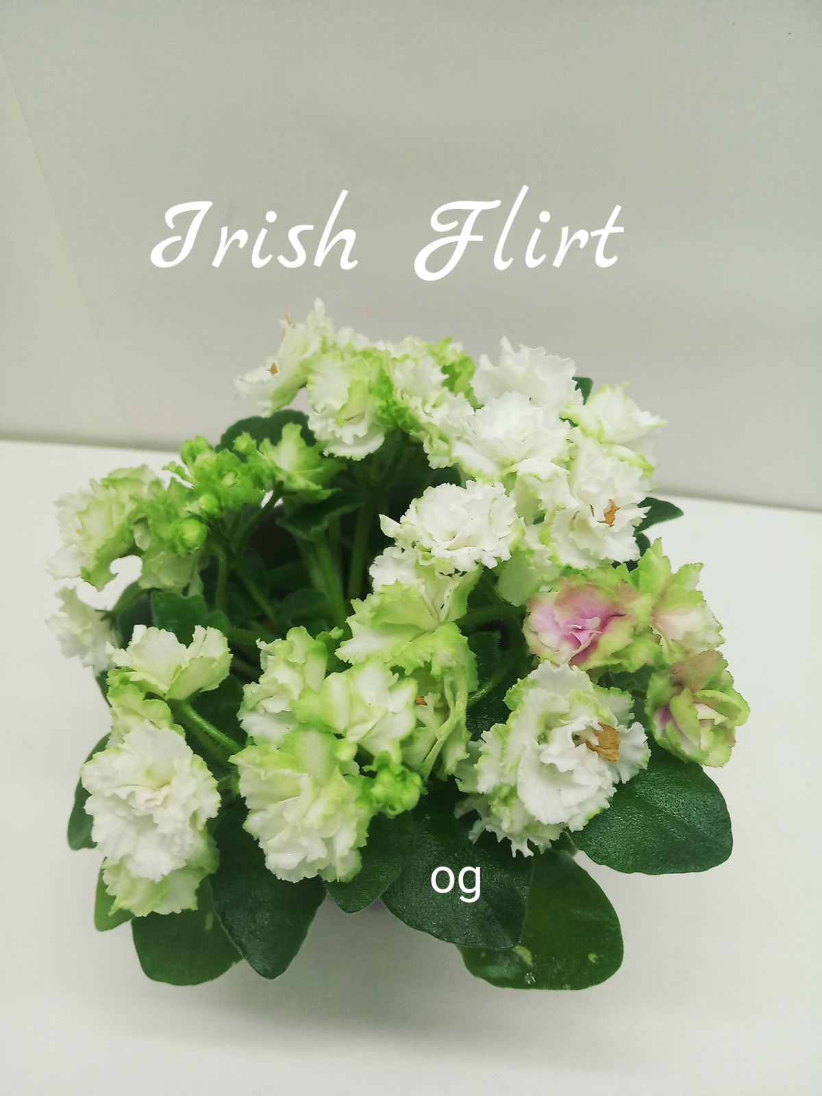 Irish Flirt (Sorano)