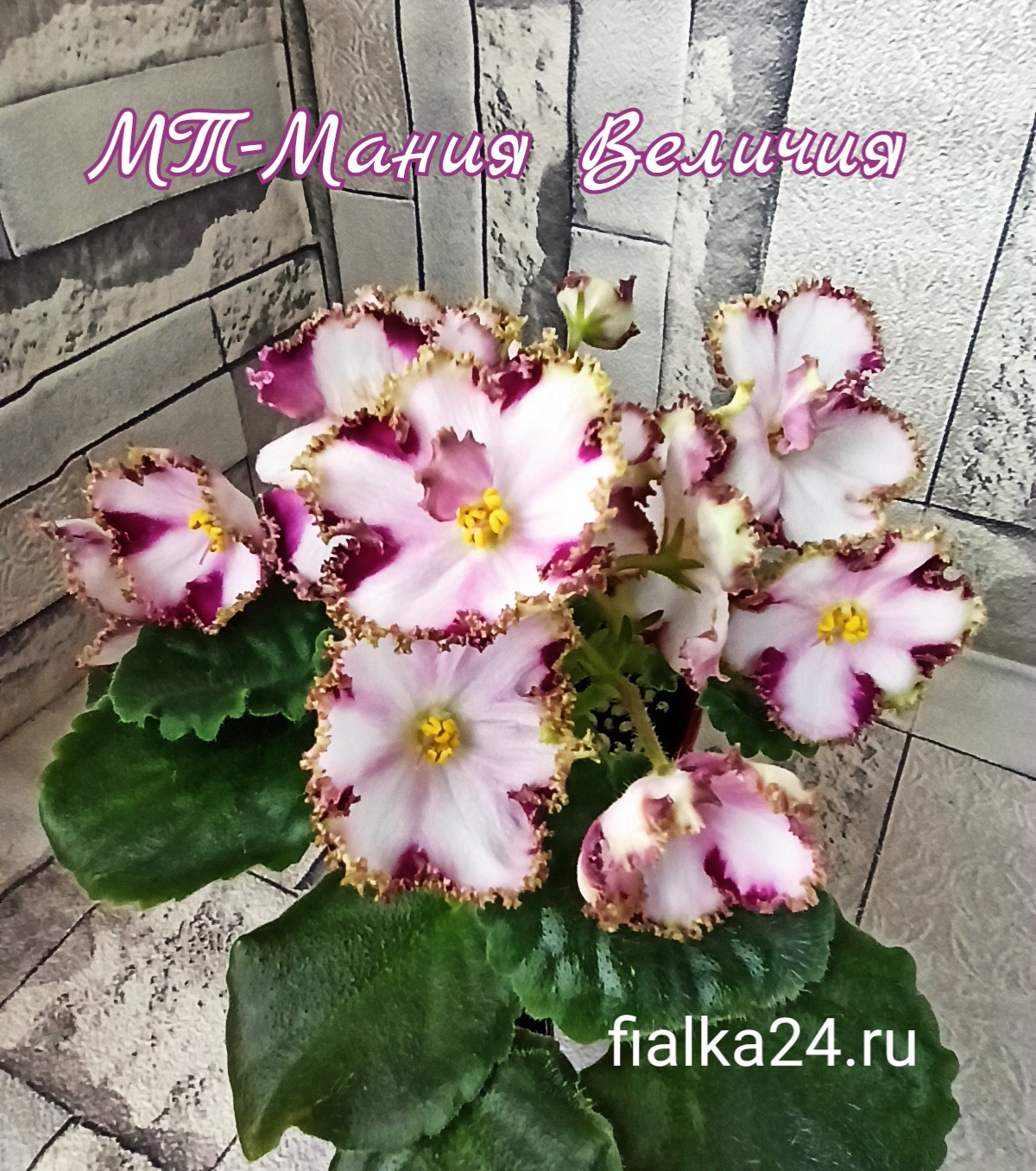 МТ-Мания Величия (Тотиева М.)