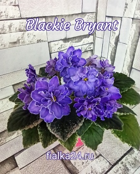 Blackie Bryant (B.Bryant)