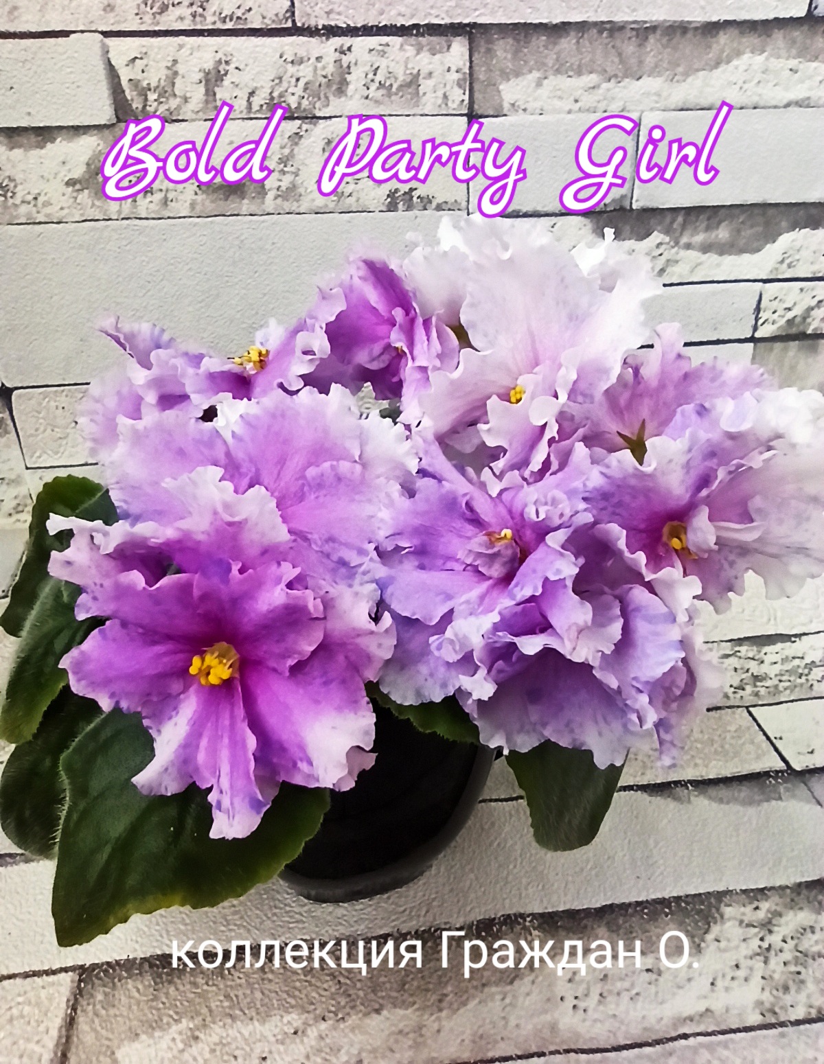 Bold Party Girl (LLG/Sorano)