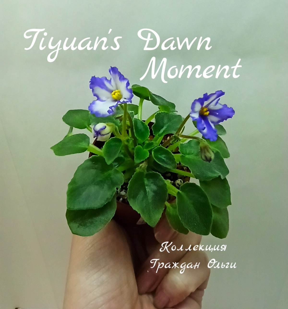 Tiyuan’s Dawn Moment (Tiyuan)
