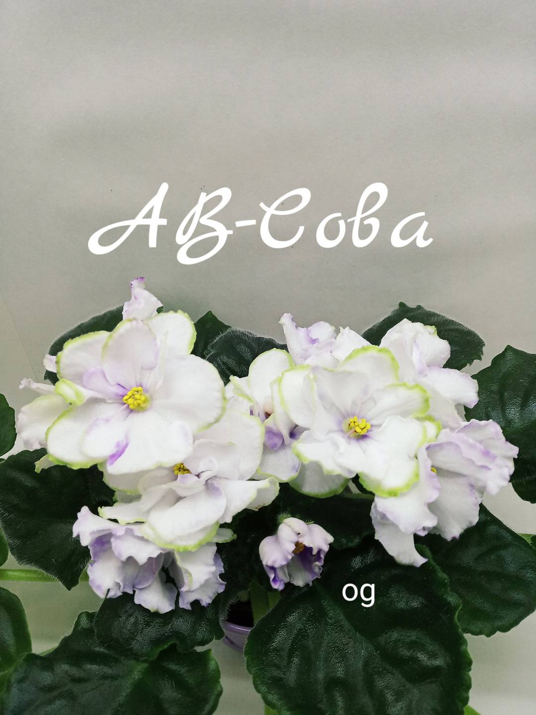 АВ-Сова
