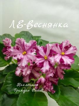 ЛЕ-Веснянка