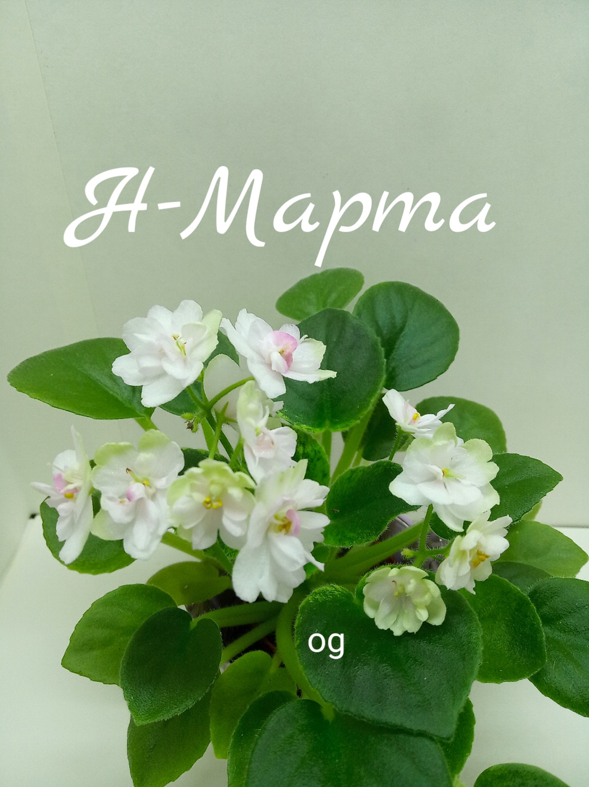 Н - Марта