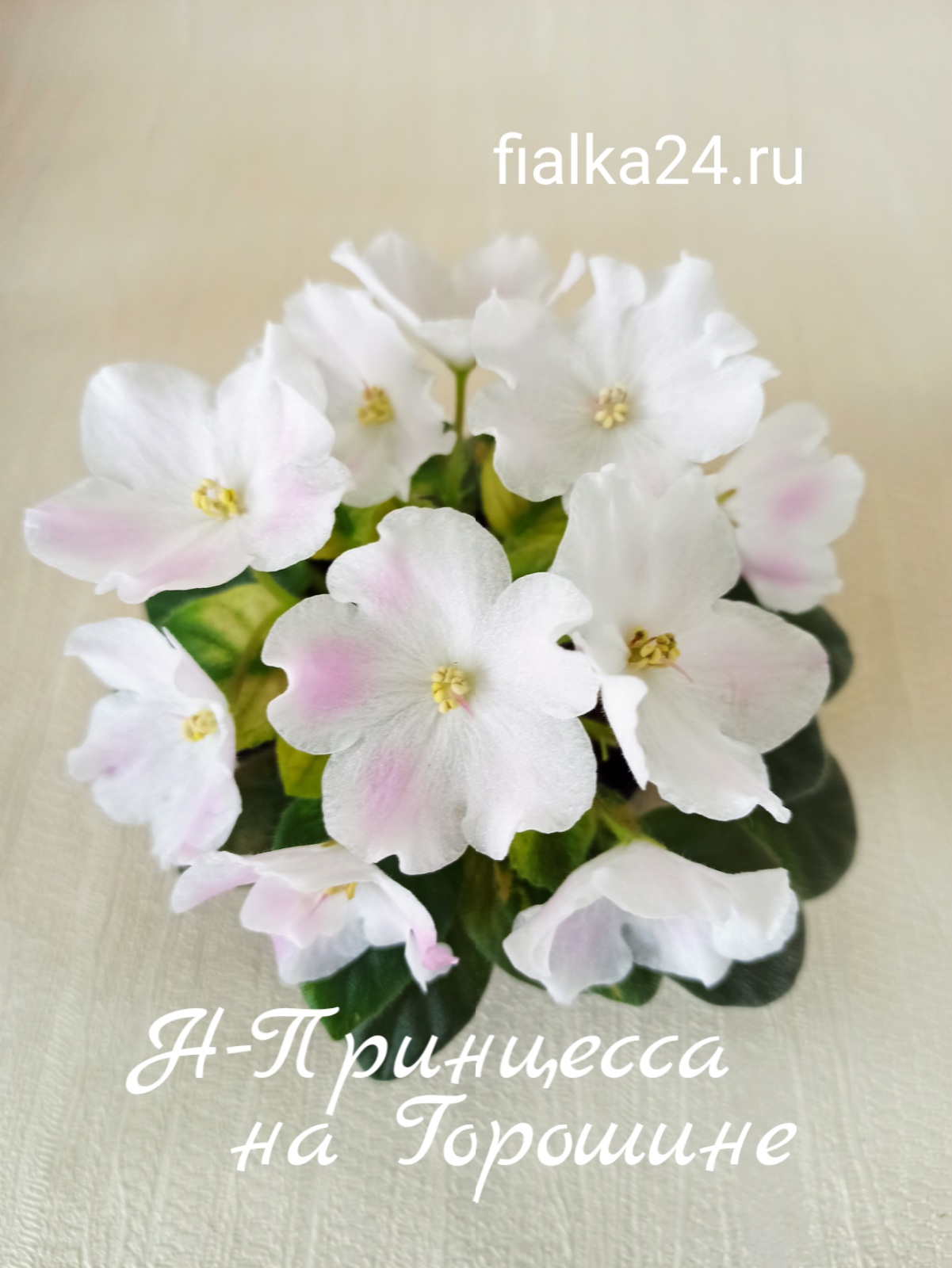 Н-Принцесса на Горошине