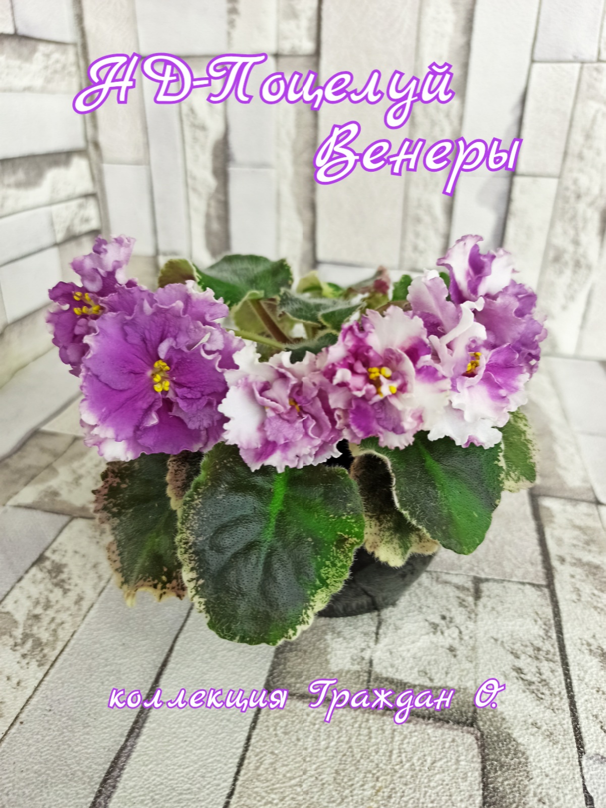 НД-Поцелуй Венеры
