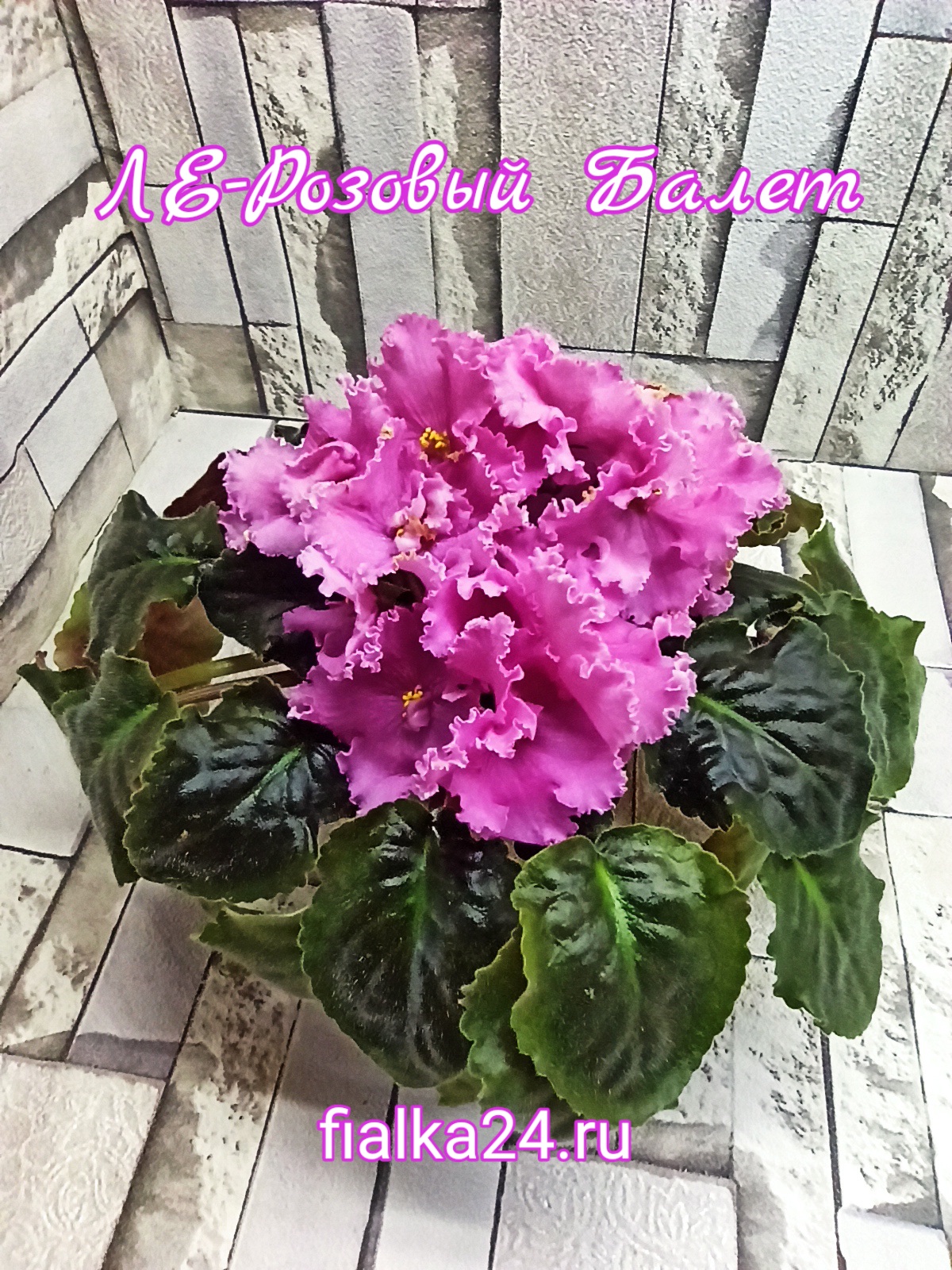 ЛЕ-Розовый Балет