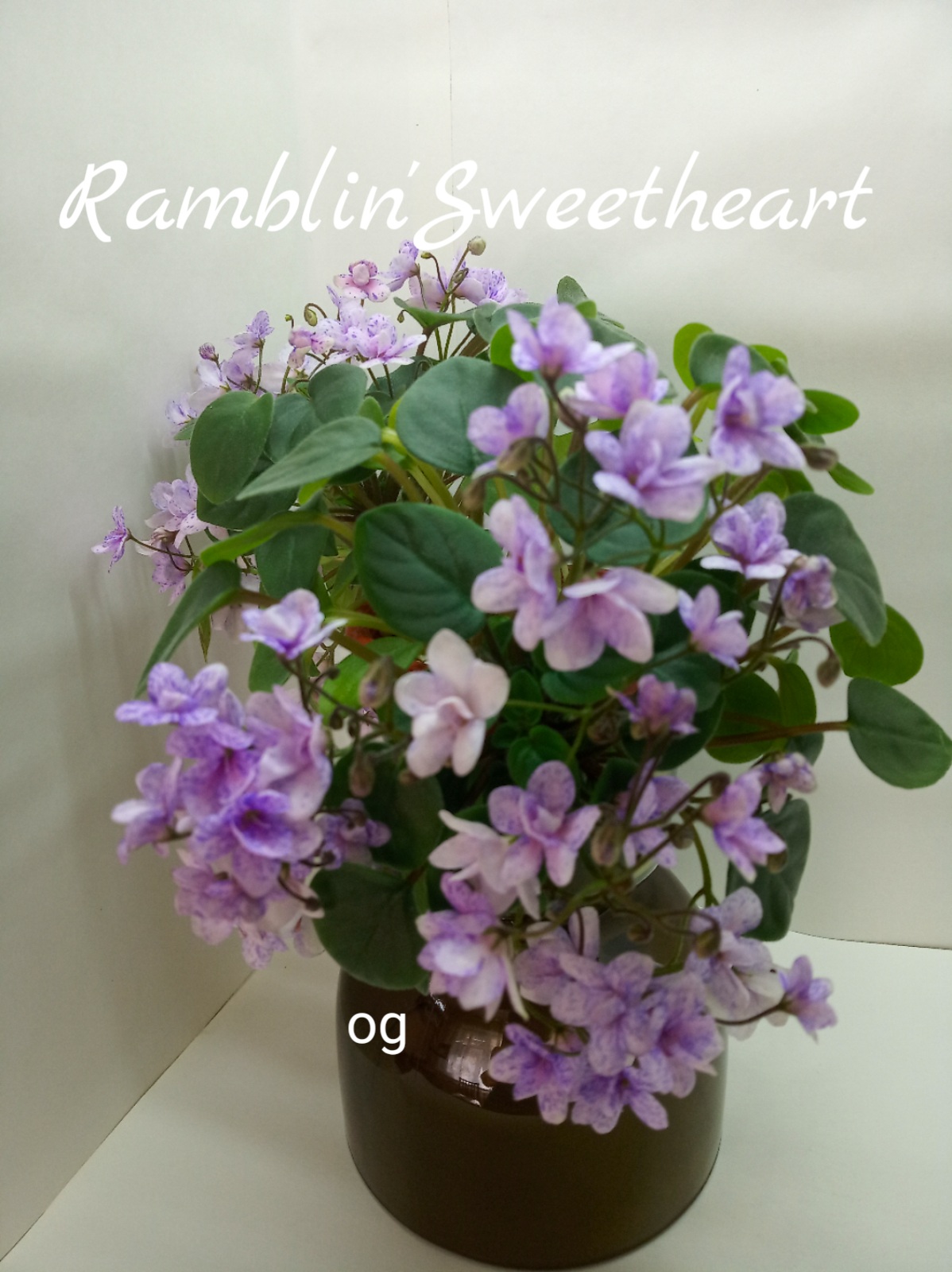 Ramblin’Sweetheart (Sorano)