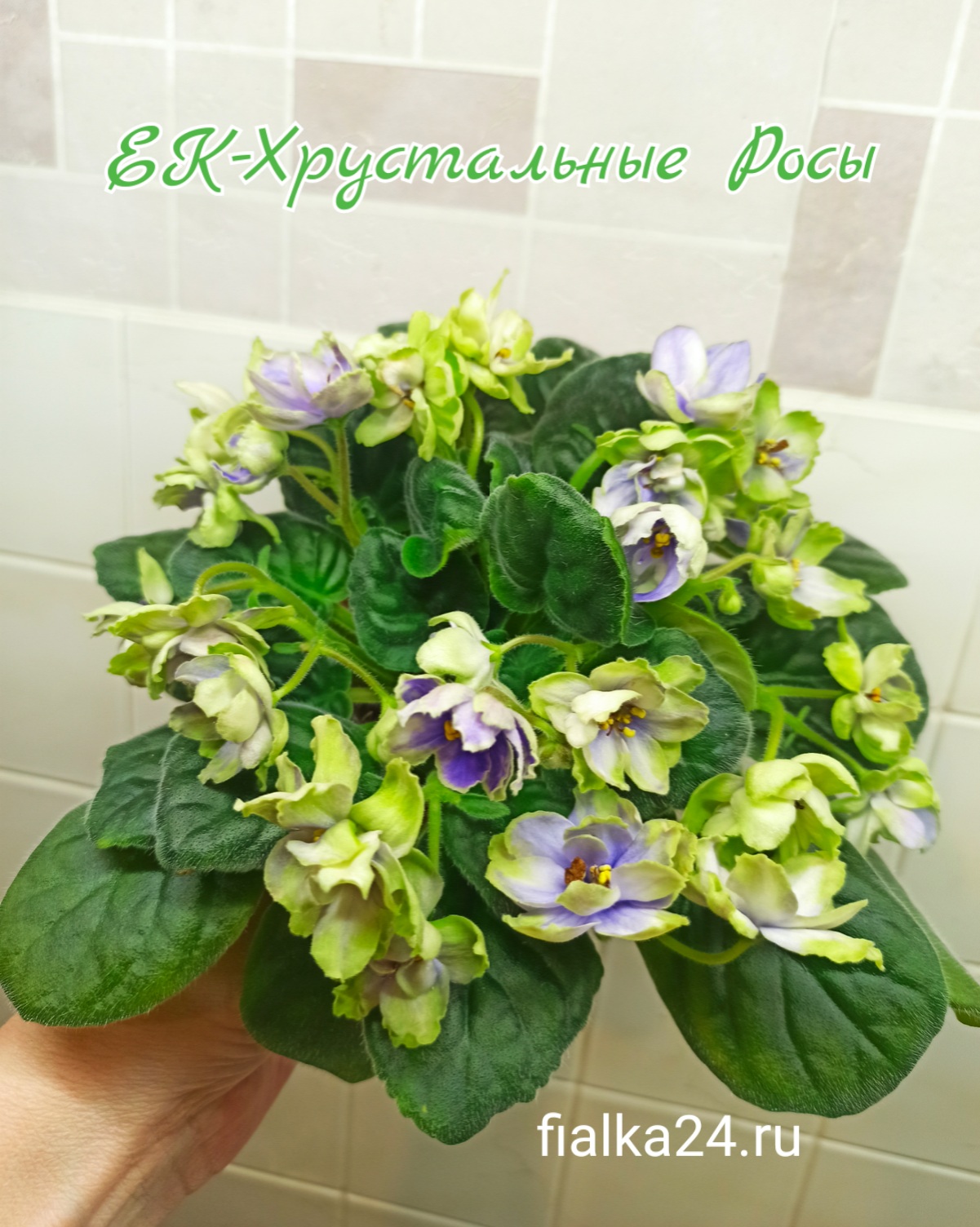 ЕК-Хрустальные Росы