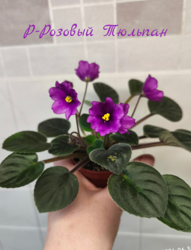Р-Розовый Тюльпан
