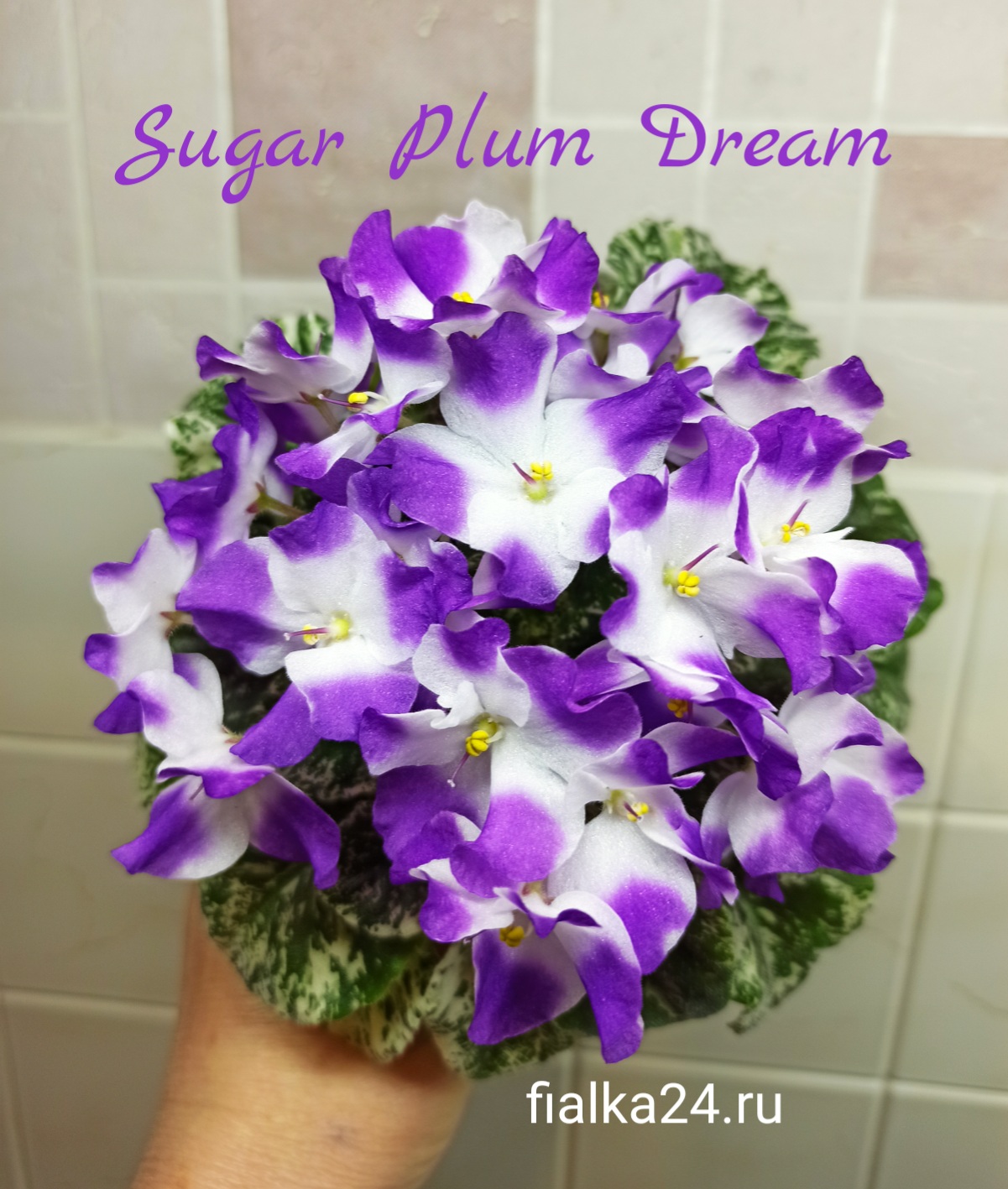 Sugar Plum Dream (LLG/Sorano)
