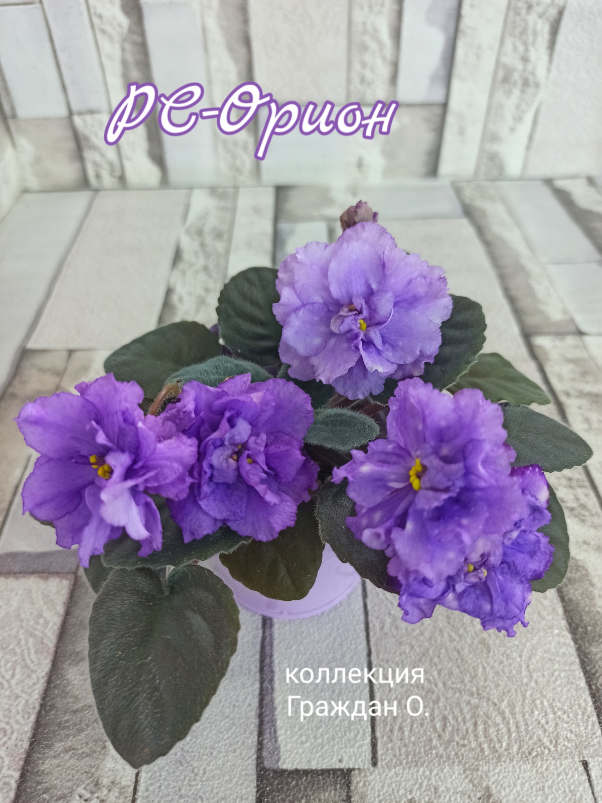 РС-Орион