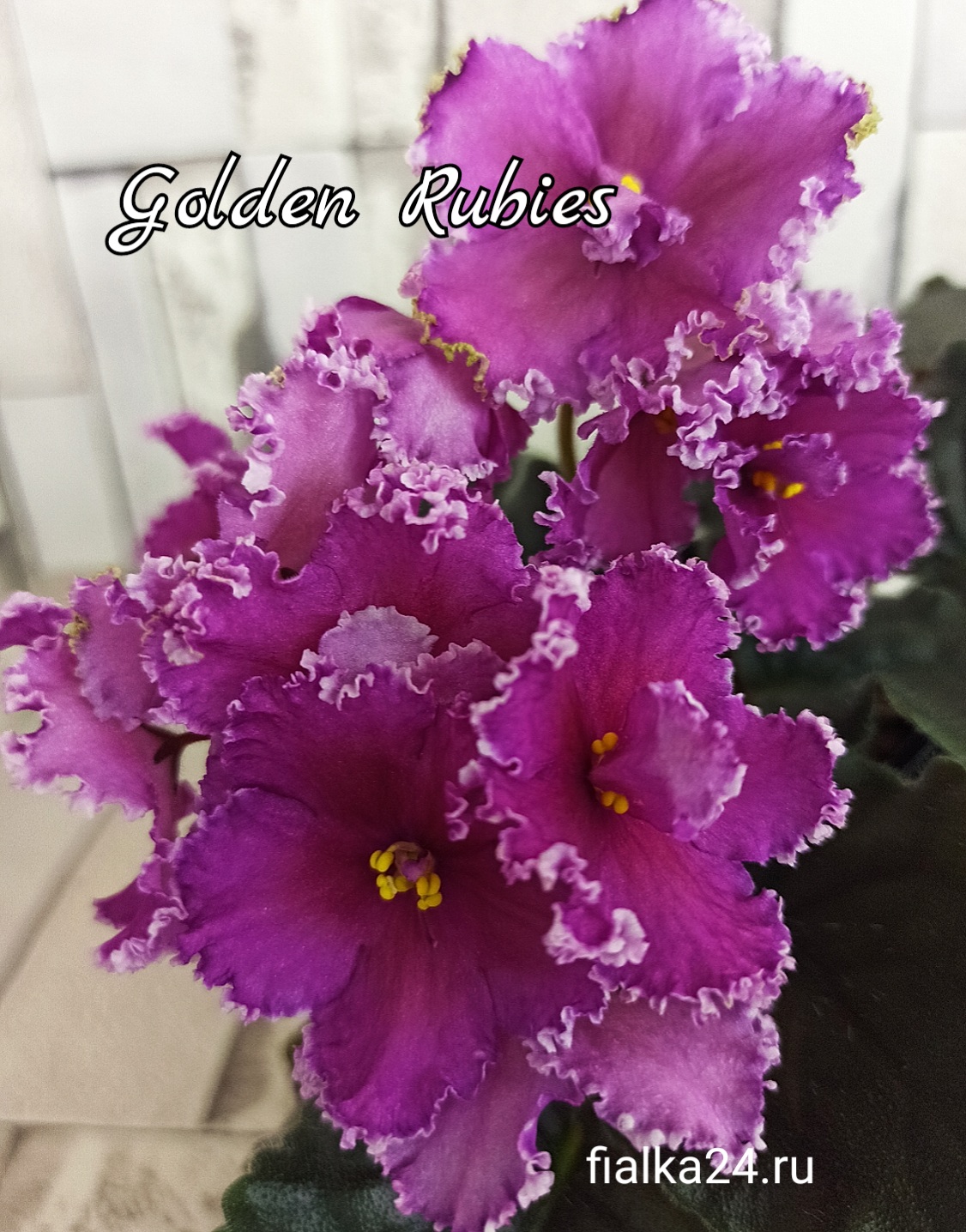 Golden Rubies (Sorano)