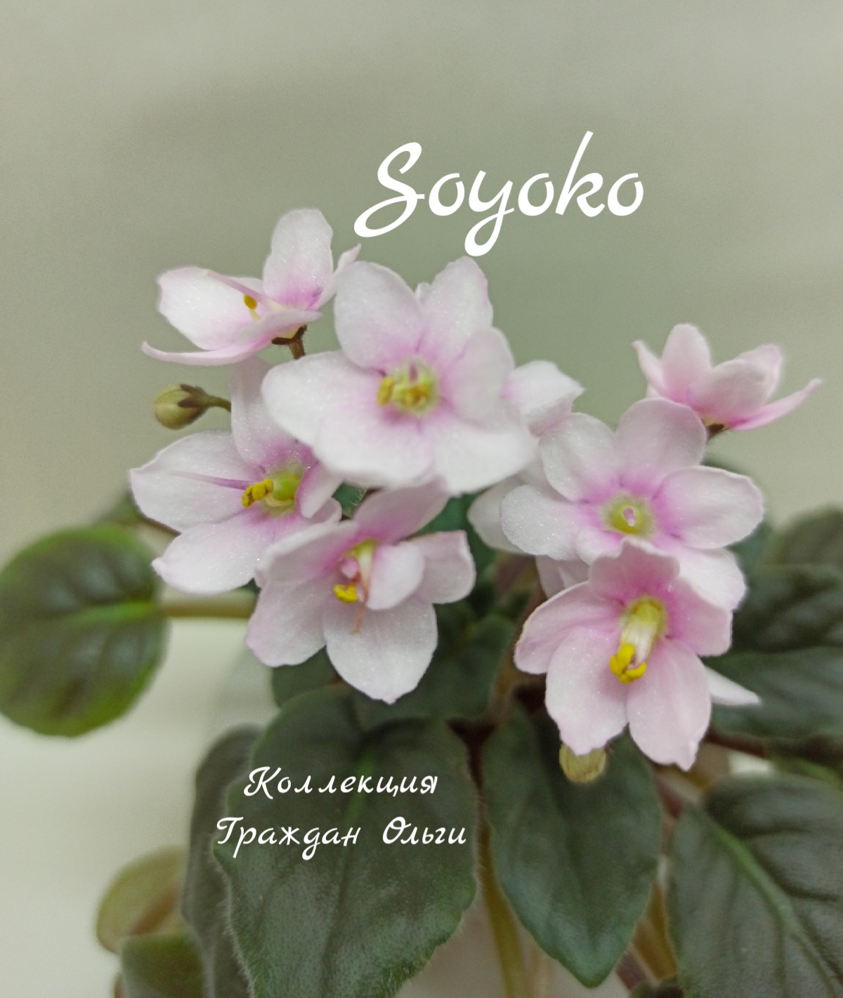 Soyoko (Holtkamp)
