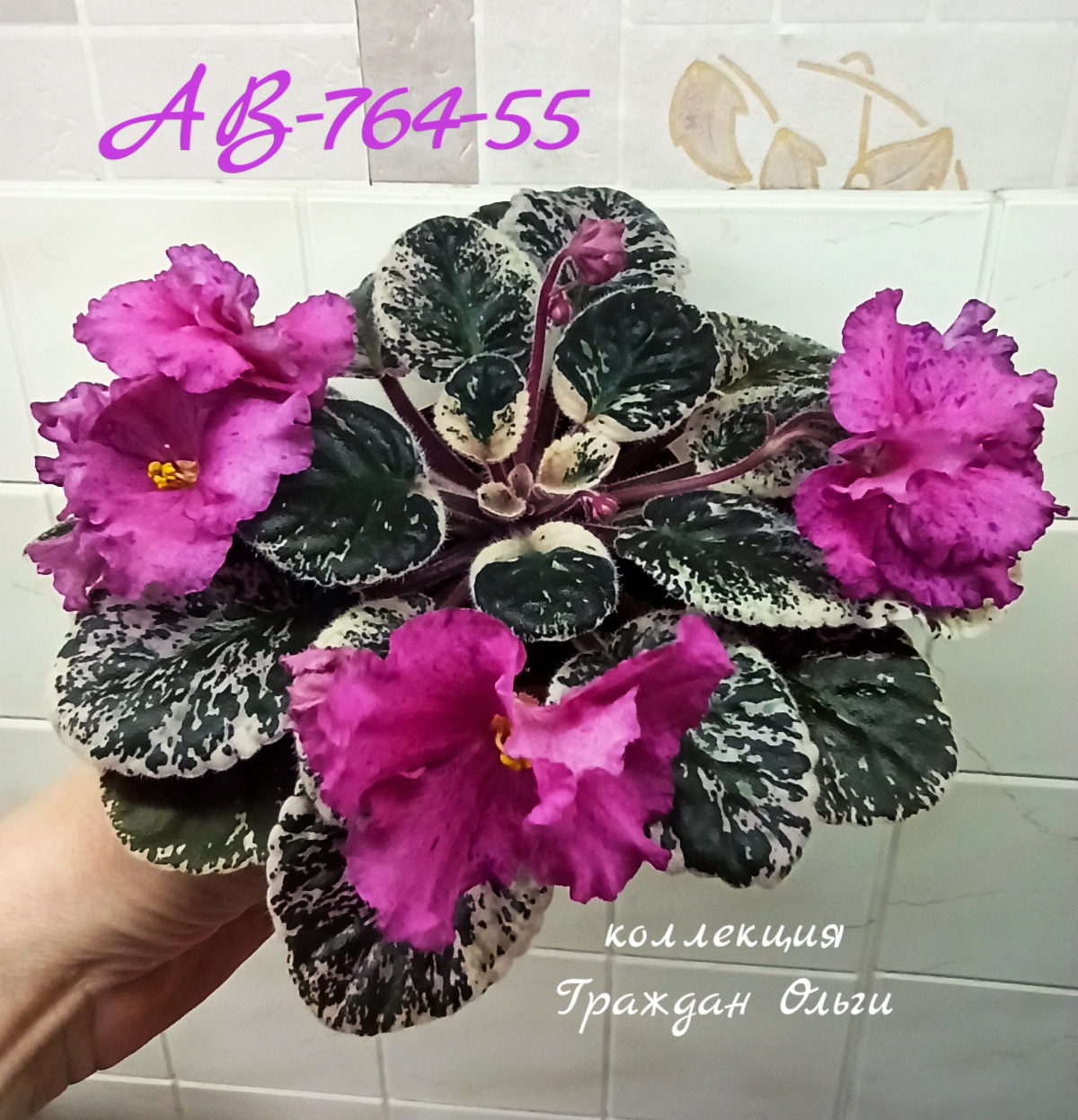 АВ-764-55