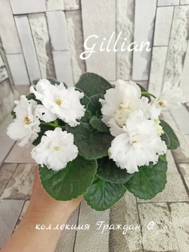 Gillian (D.Ferguson)