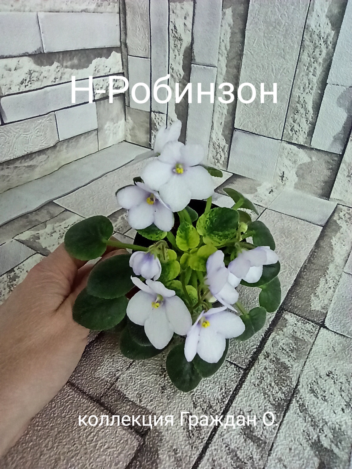 Н-Робинзон