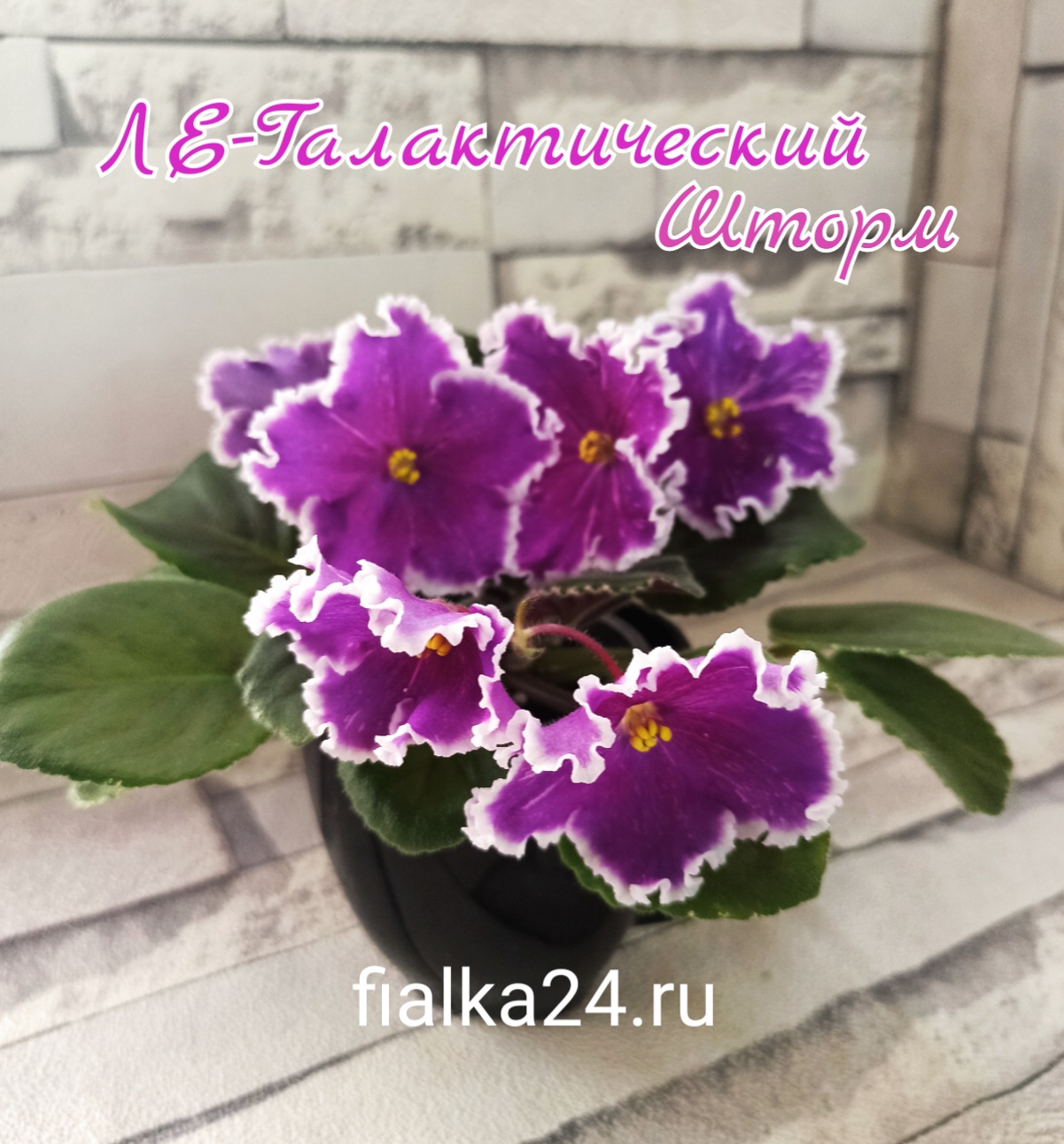 ЛЕ-Галактический Шторм