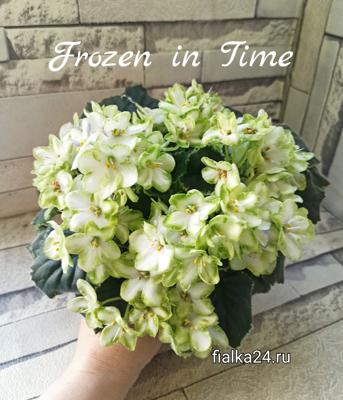 Frozen in Time (LLG/Sorano)