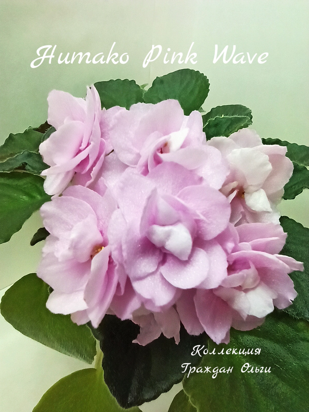 Humako Pink Wave (Humako)