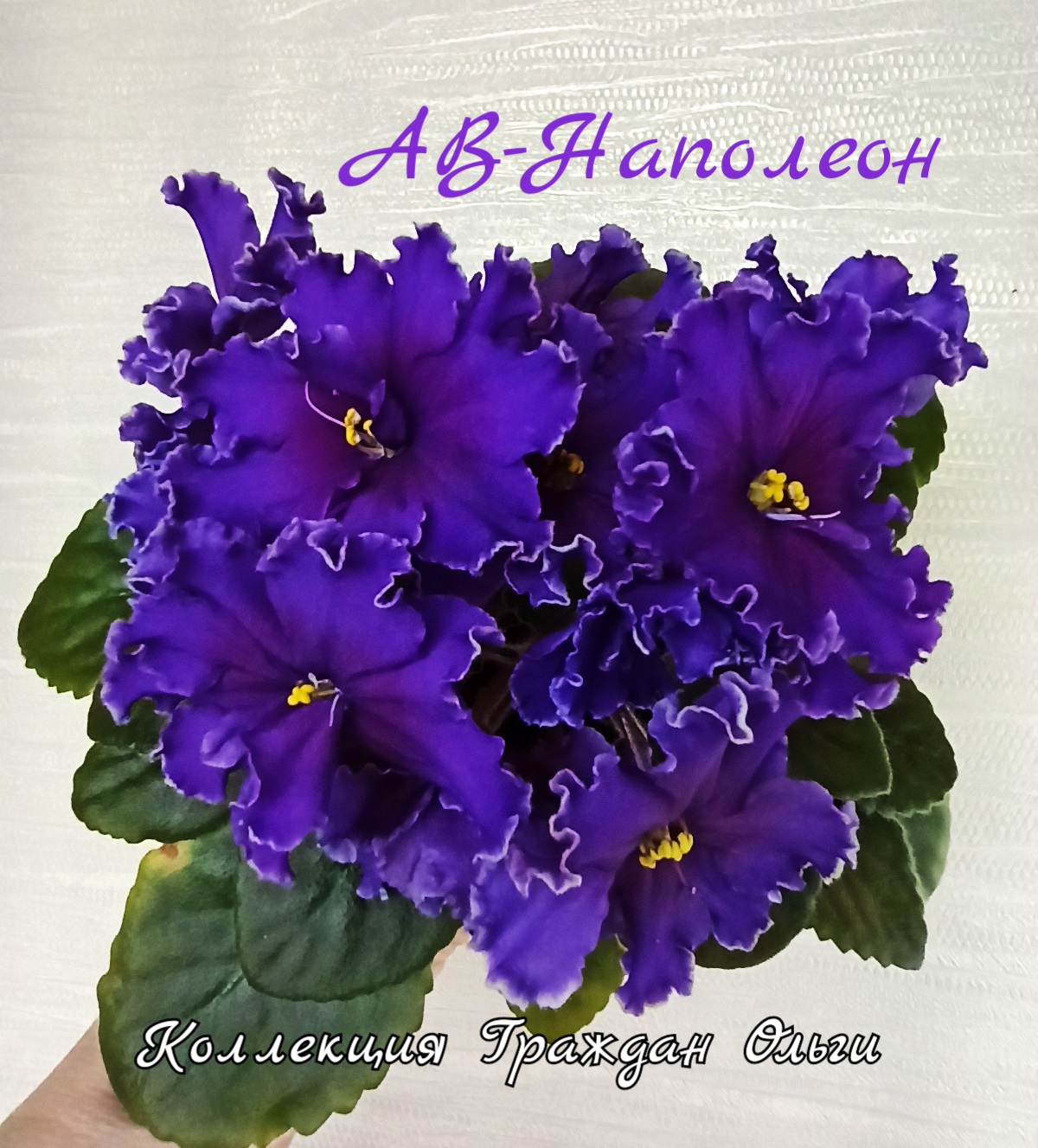 АВ-Наполеон